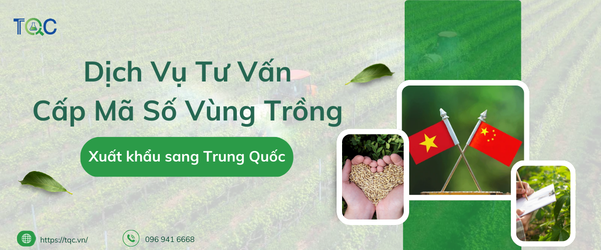 dich vu tu van ma so vung trong