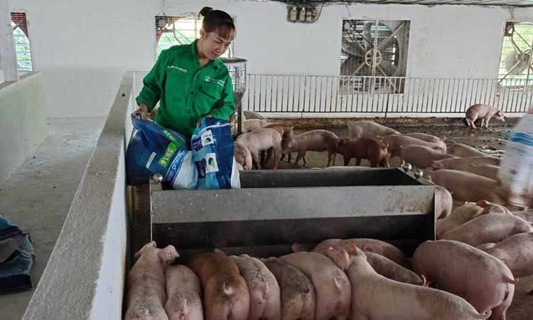 Quy định TCCS thức ăn chăn nuôi