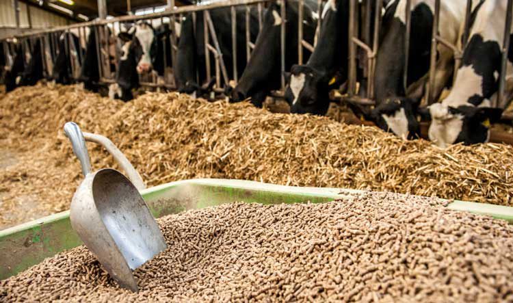 Dịch vụ công bố thông tin thức ăn chăn nuôi của TQC