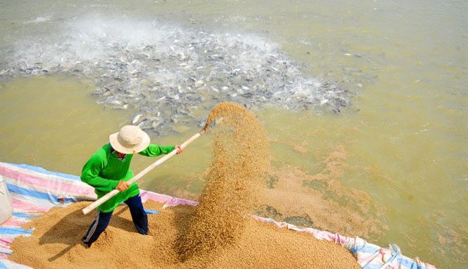 công bố lưu hành thức ăn thủy sản, sản phẩm xử lý môi trường thủy sản